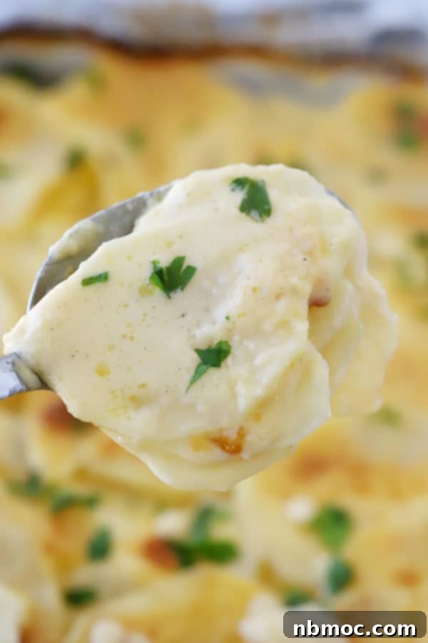 A spoon full of potatoes au gratin, showing the layers of potato and melted cheese sauce.
