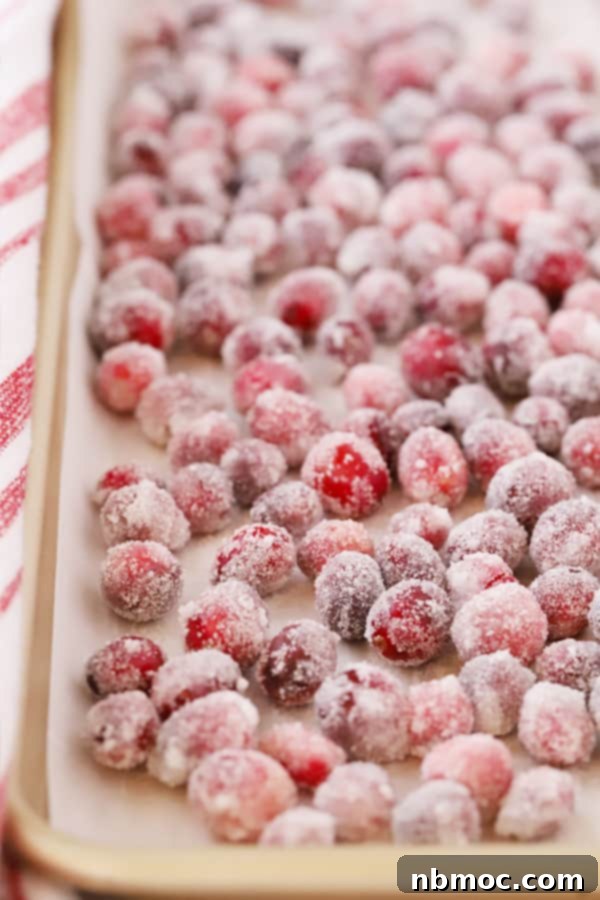 Glistening candied cranberries scattered on parchment paper, showcasing their vibrant color and sugary coating. This easy recipe uses just a few ingredients for a stunning holiday garnish.