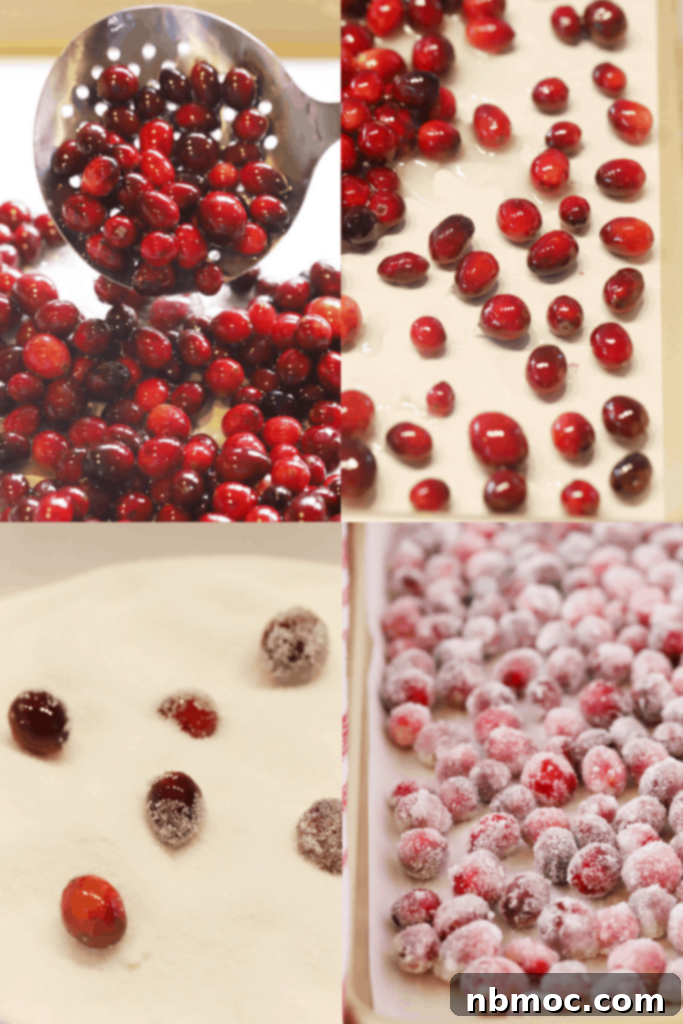 A close-up of a hand rolling sugared cranberries, demonstrating how to make these best sparkling cranberries for garnish or cranberry candies.
