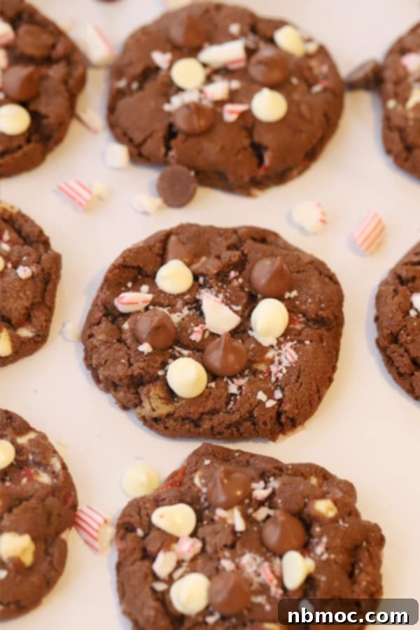 Festive Chocolate Peppermint Crunch Cookies 3 Delicious chocolate candy cane cookies, made with crunchy crushed candy canes, sweet white chocolate chips, and a rich chocolate cookie dough. These candy cane peppermint cookies are a delicious and festive candy cane Christmas cookie recipe.