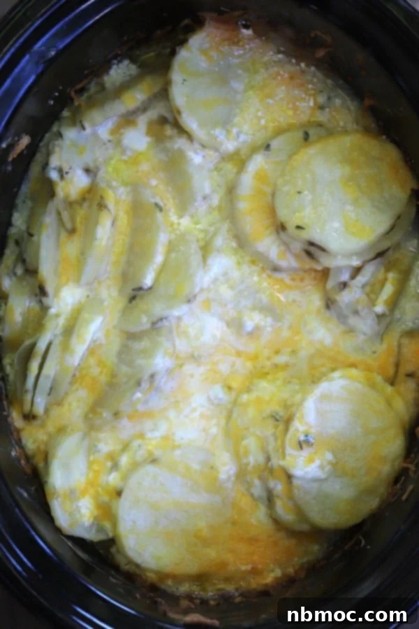 Scalloped potatoes in a crock pot cooking with sour cream and cheese.