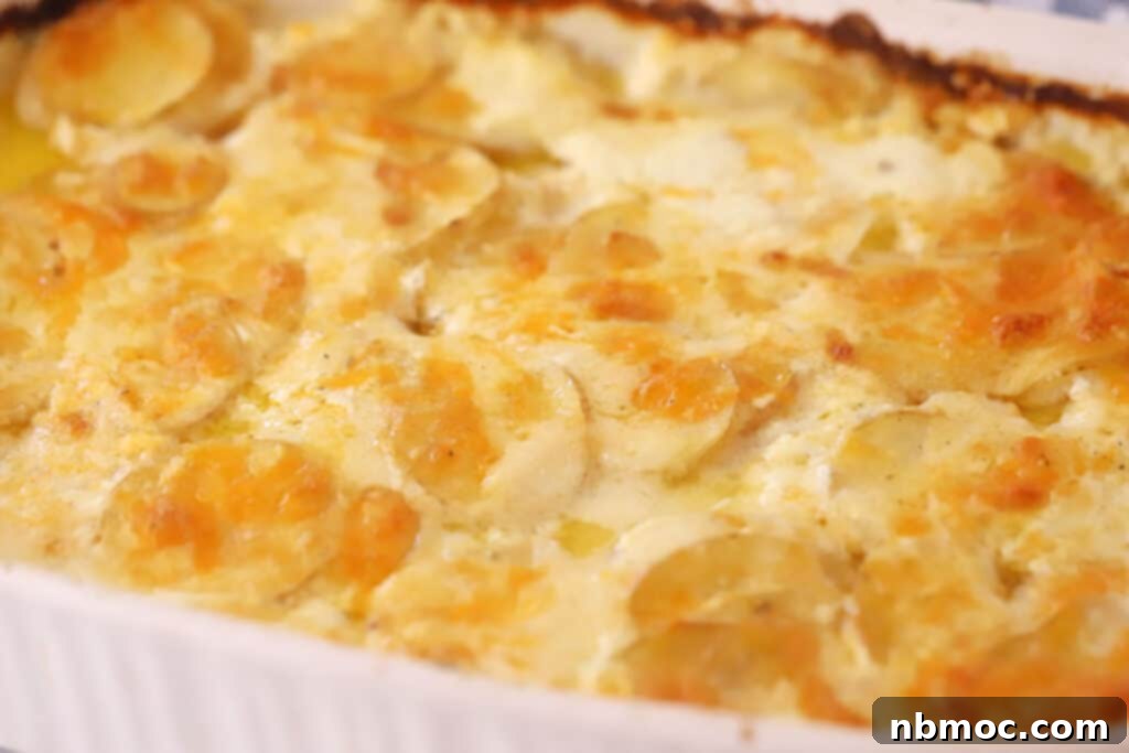 Silken Cream Potato Gratin 3 Close-up of golden-brown homemade scalloped potatoes, bubbling with creamy cheese sauce, straight from the oven.