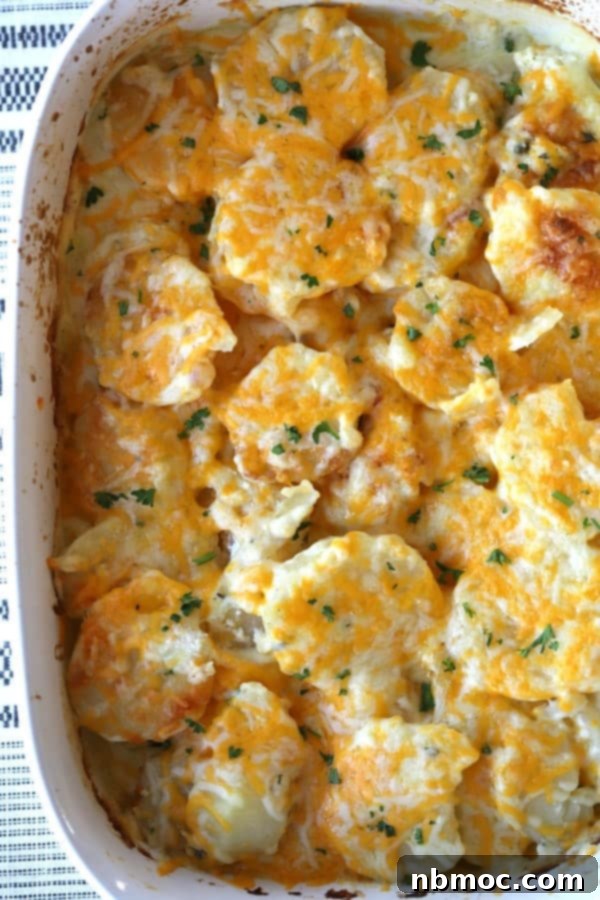 Silken Cream Potato Gratin 5 A large serving of golden-brown scalloped potatoes with sour cream in a white baking dish, ready to be dished out.