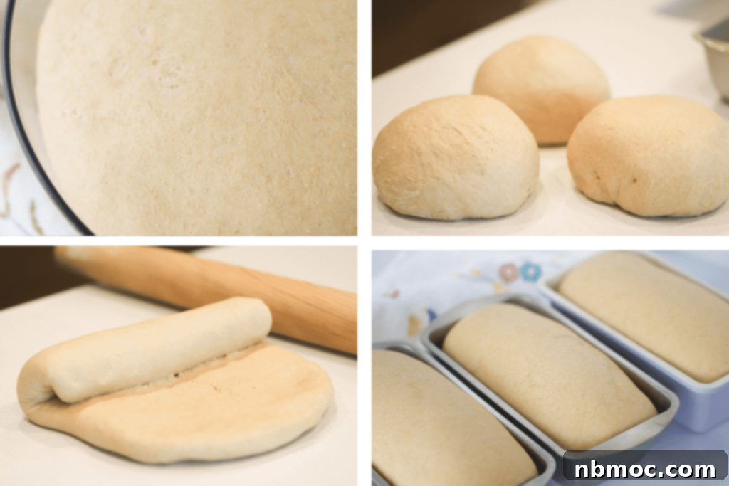 Four illustrative photos depicting the stages of bread dough preparation: dough in a mixing bowl, divided into three portions, being rolled and shaped, and finally rising in three loaf pans.
