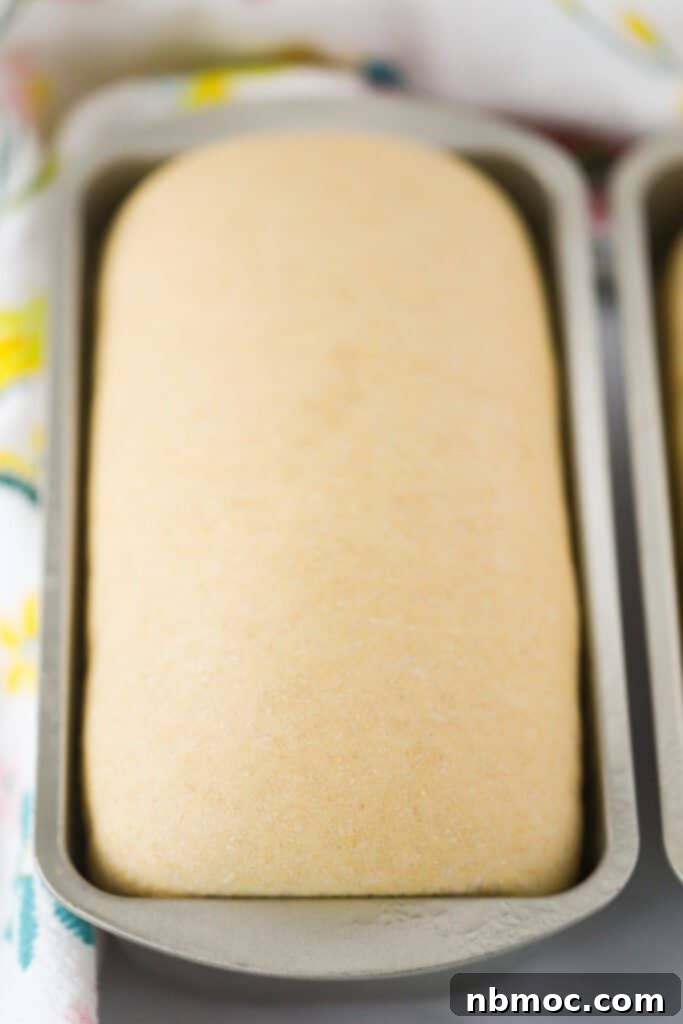 A beige loaf pan filled with honey whole wheat bread dough, beautifully risen and perfectly ready for baking.