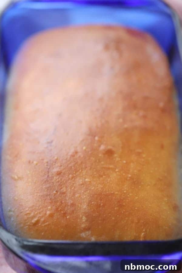 Artisan Einkorn White Bread 2 A golden brown loaf of freshly baked einkorn sandwich bread, still warm in its pan, promising a tender interior and a crusty exterior.