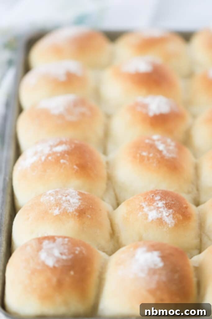 A baking sheet full of fresh potato dinner rolls.