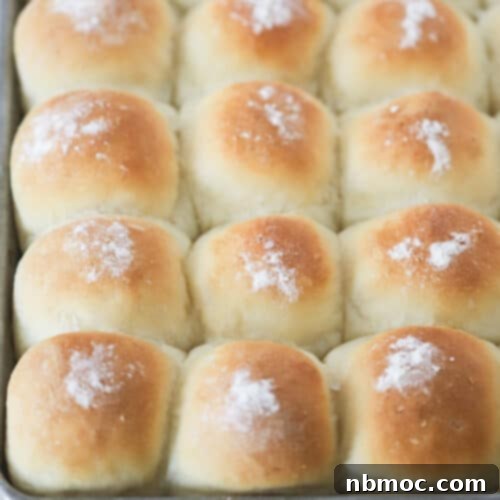 Freshly baked homemade Potato Rolls