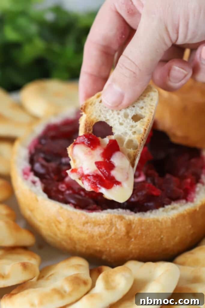 Warm Cranberry Brie 2 A hand holding a piece of bread dipped in gooey cranberry baked brie, highlighting the melted cheese and vibrant sauce.