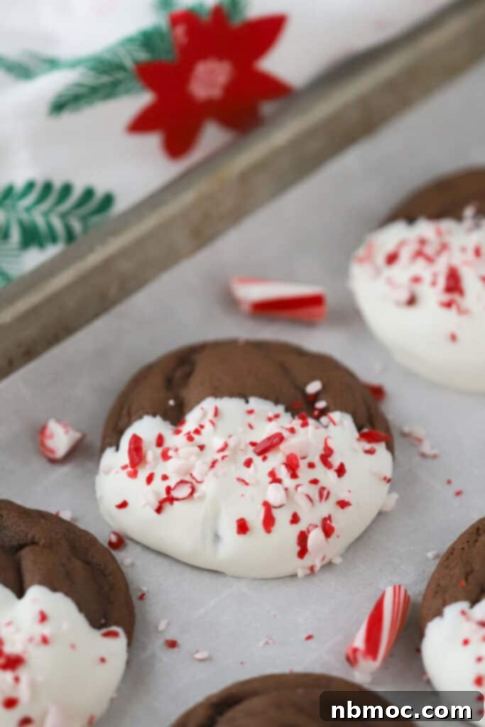 A festive tray full of chocolate Christmas cookies, beautifully dipped in white chocolate and adorned with crunchy crushed candy canes.