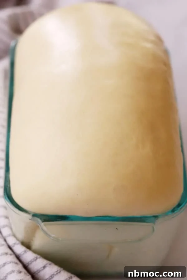 A loaf of the best sandwich bread recipe proofing beautifully in a bread pan, its volume doubled and surface smooth, ready for the oven.
