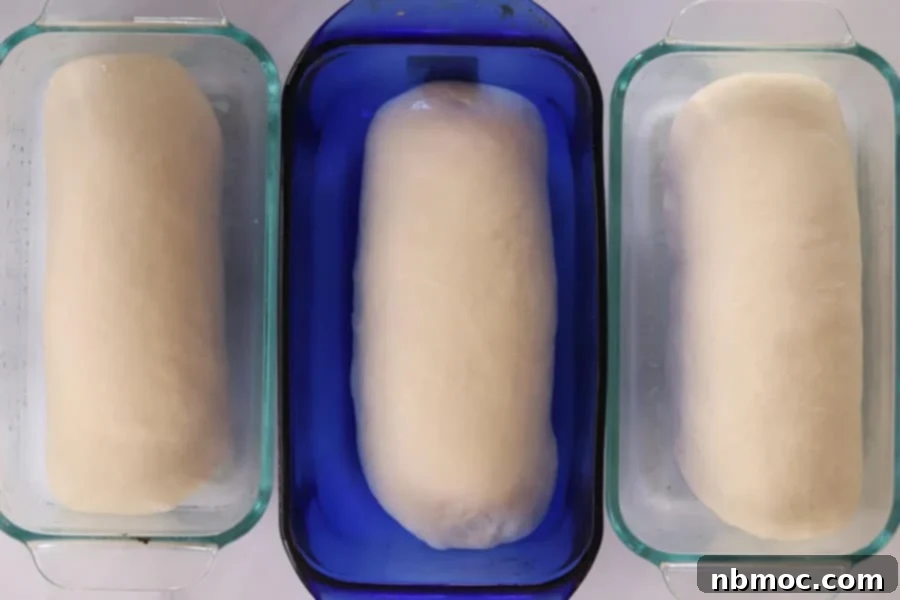 Three beautiful loaves of how to make white bread dough, perfectly shaped and proofing in baking loaf pans, ready for their final rise and oven.