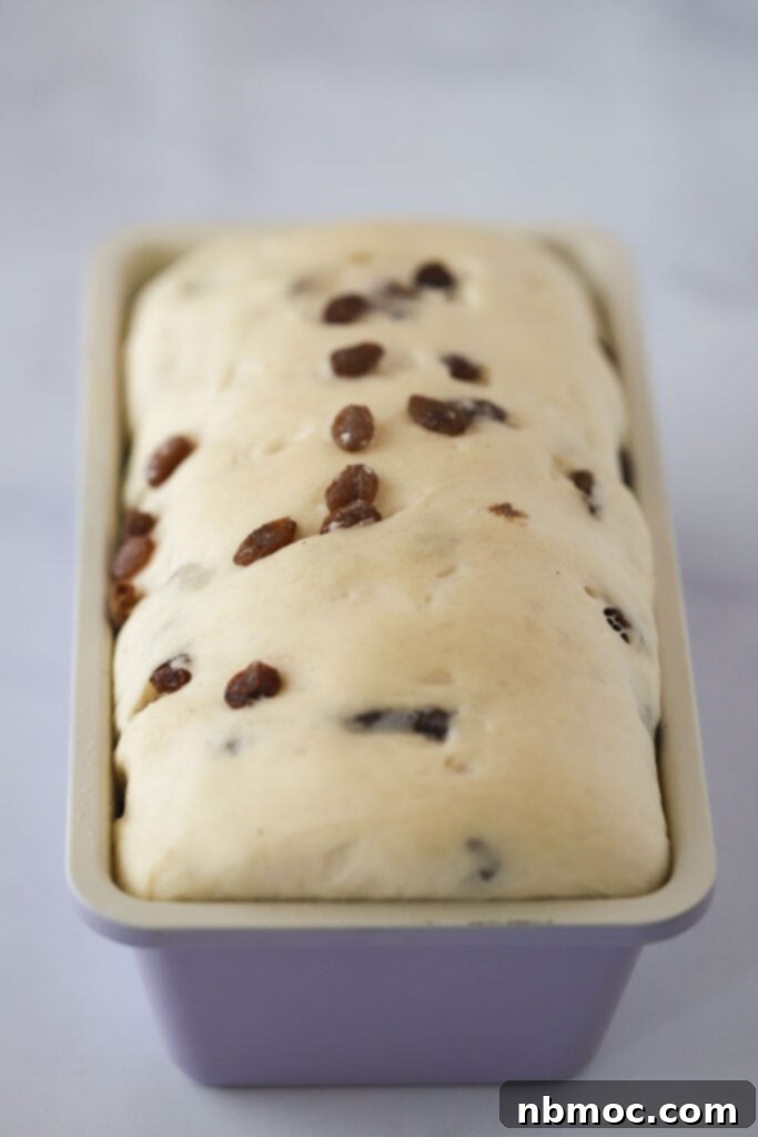 Spiced Raisin Swirl Bread 6 A loaf of homemade cinnamon raisin bread perfectly rising in a loaf pan, ready for the oven.